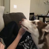 Fiendish Furbaby Friday