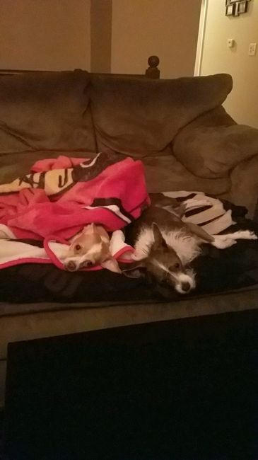 Show me your fur babies!