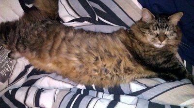 NWR: Furry Friends