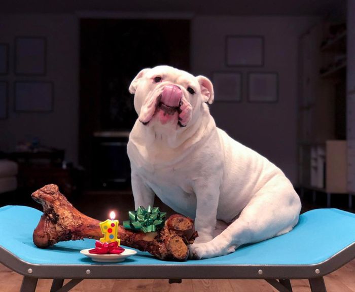 Show me your pet! 12