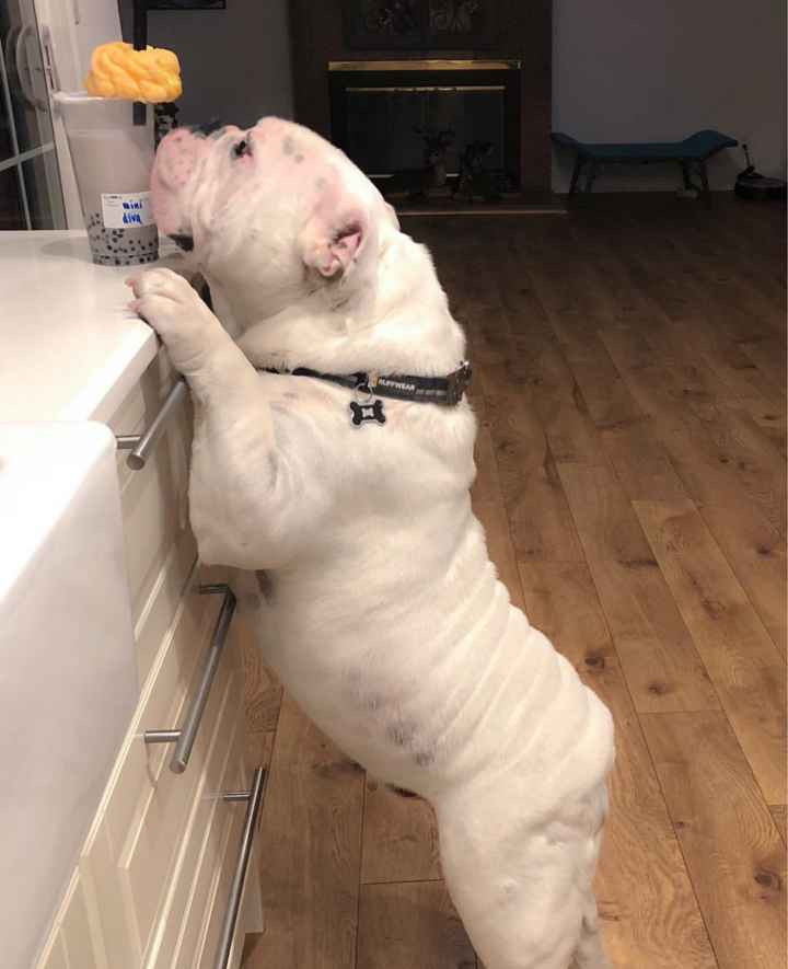 Show me your pup! - 1