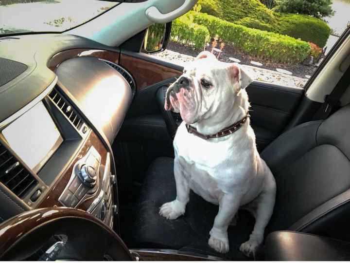 Show me your pet! - 2