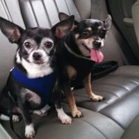 Just for fun, lets see your crazy pet child....