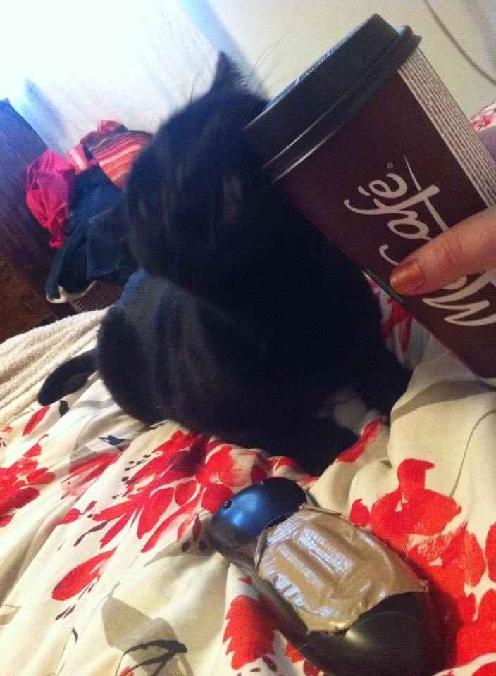 NWR: Happy Furry Fursday, let's see them fur babies!