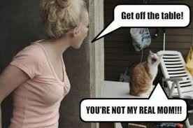 NWR - Cat meme thread!