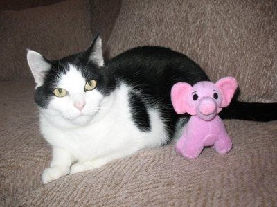 Let's see your pets!