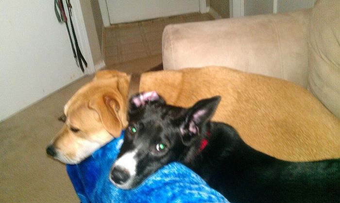 Let's see some FUR babies!