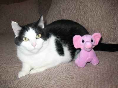 Let's see your pets!