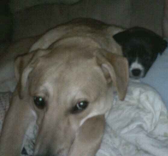 Let's see some FUR babies!