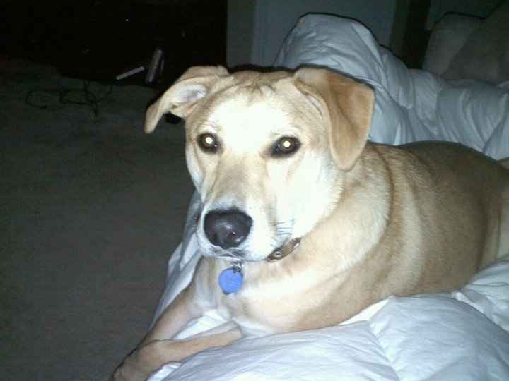 NWR The newest puppy has parvo :( UPDATE