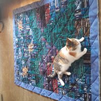 NWR: Tomorrow is National Cat Day!