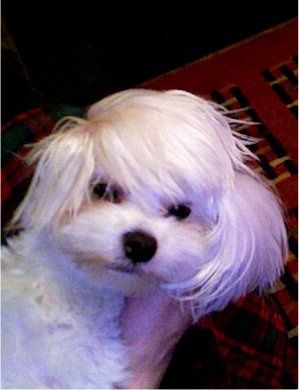 NWR: What kind of dog do you have?