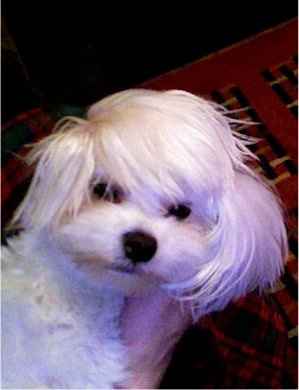 For animal lovers, brag about your animals!!