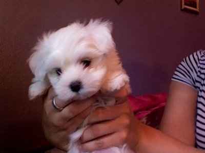 NWR: What kind of dog do you have?