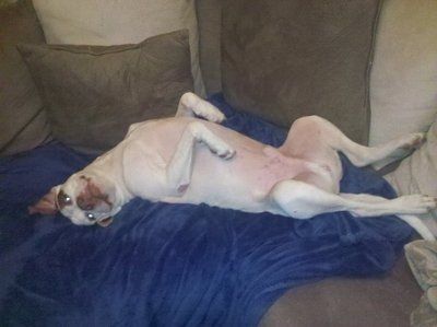 NWR: Show off your fur baby!