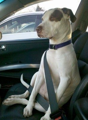 NWR: Show off your fur baby!