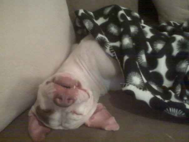 NWR: How would you react if your FH/DH requested you give up your pet?