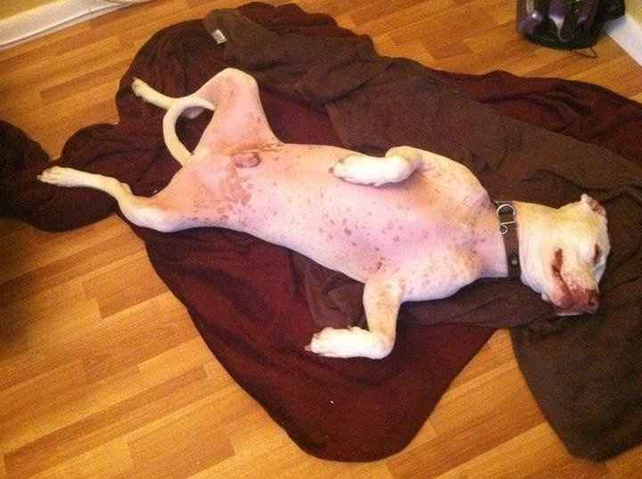 NWR: How would you react if your FH/DH requested you give up your pet?