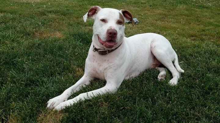 NWR: How would you react if your FH/DH requested you give up your pet?