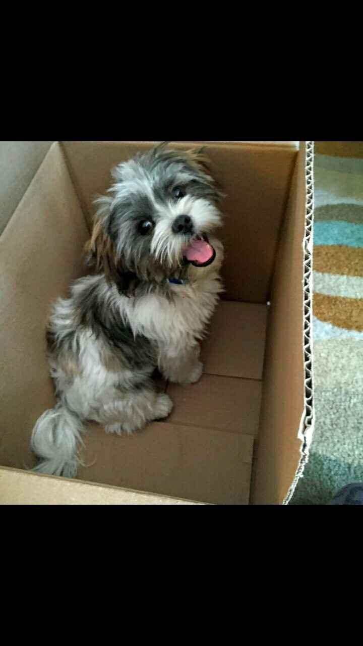 Positive thoughts and pictures of fluffy pets please