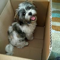 Positive thoughts and pictures of fluffy pets please