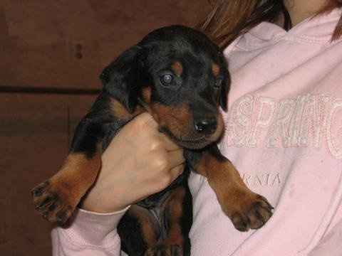 Furbabies then and now