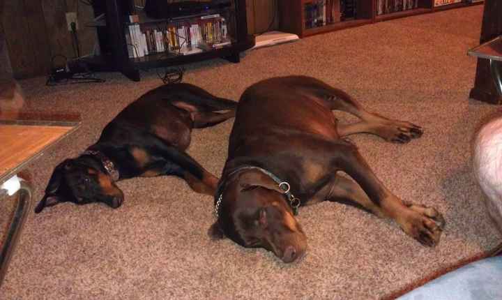 Furbabies then and now