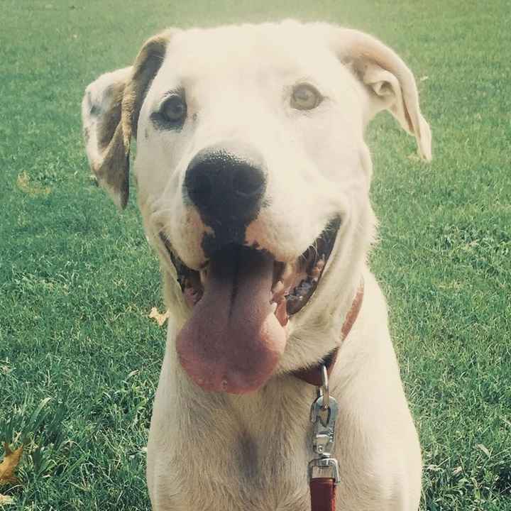 NWR: furbabies