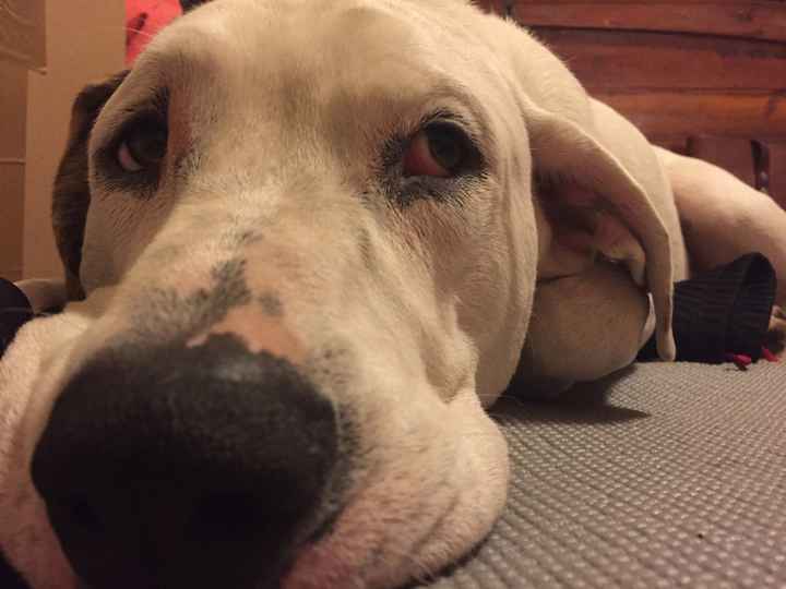 Nwr: my pup
