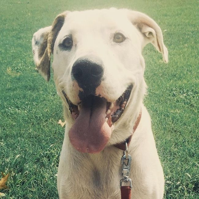 NWR: furbabies