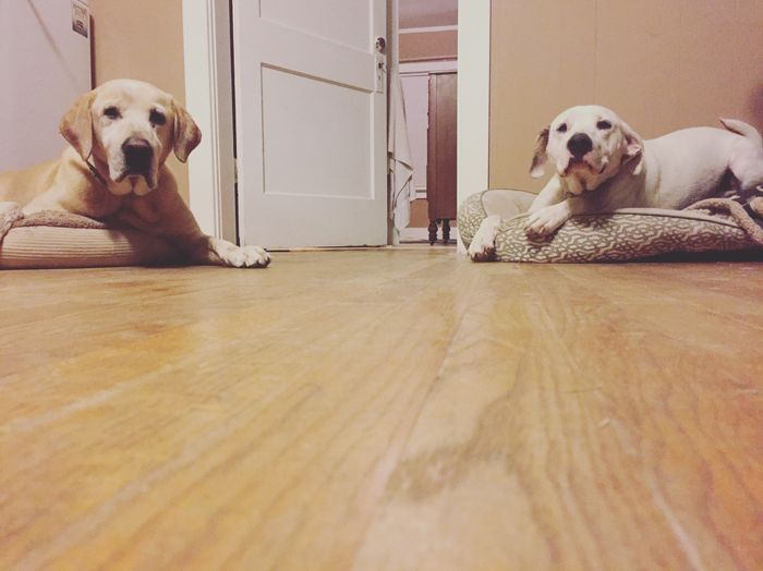 NWR- Furbaby Appreciation Post