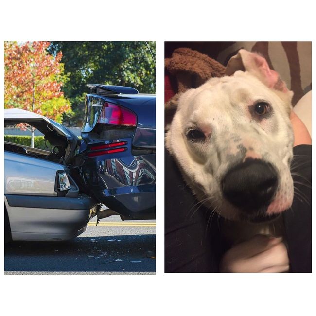 NWR: Pet Owners...Can we play a fun game? :D