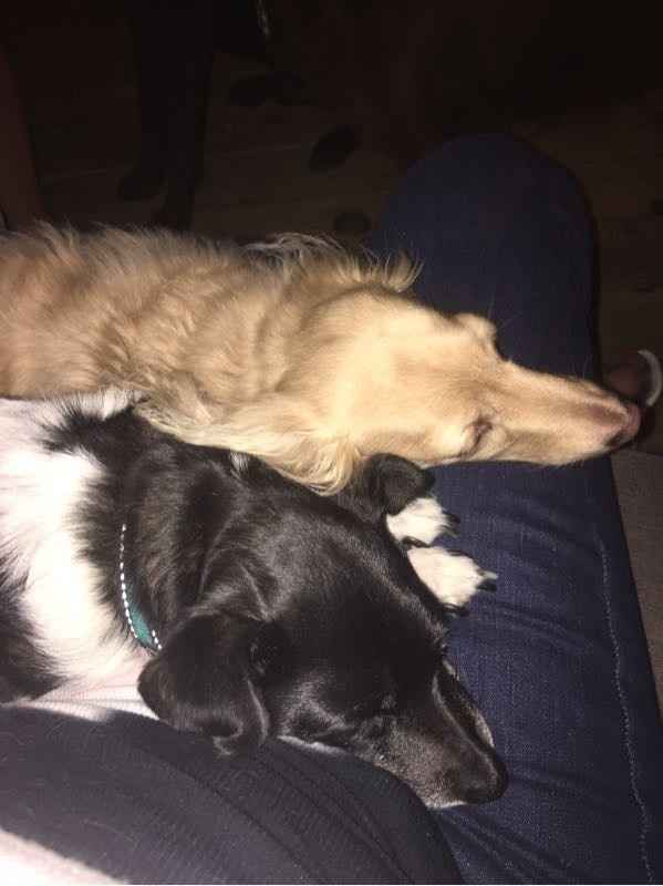 NWR- pets! We love them show me yours :)