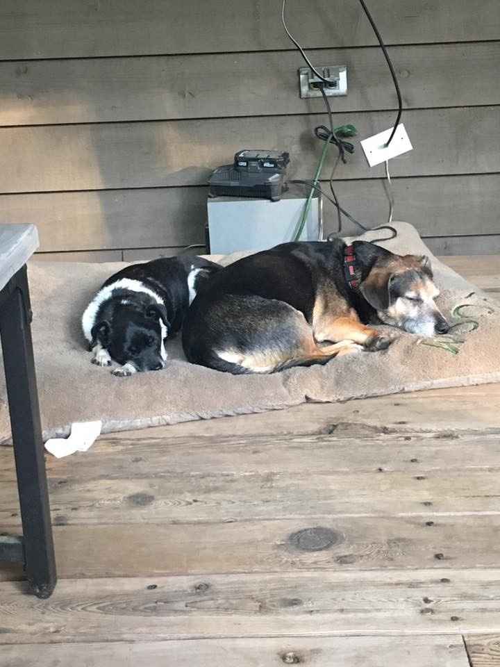 NWR: National Dog Day!