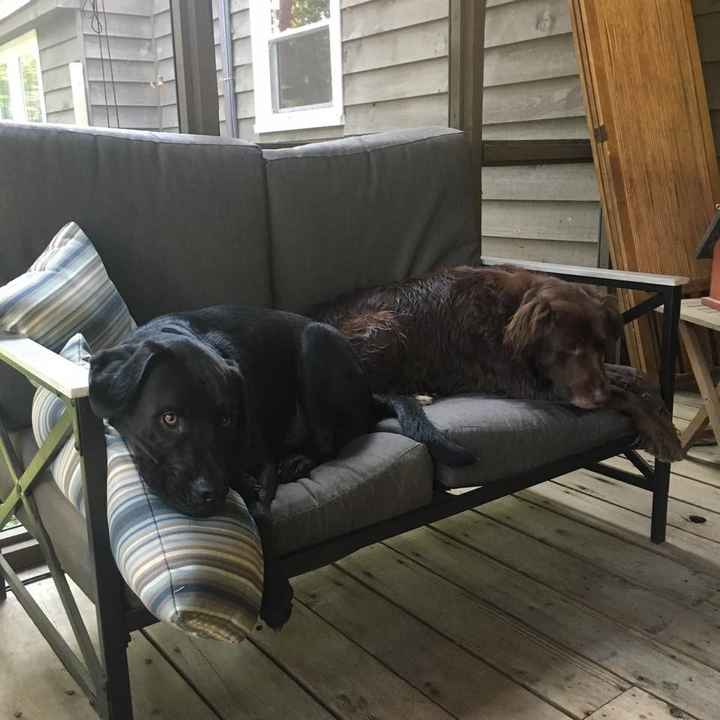 NWR: National Dog Day!