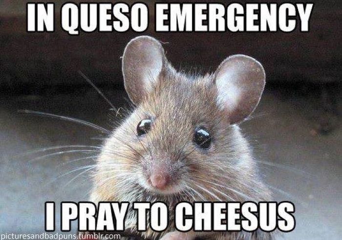 NWR: Memes & Cute Animal Pictures