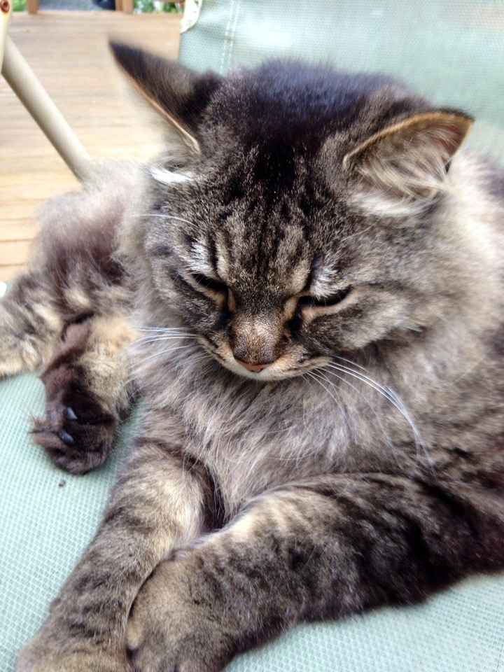 NWR: Fur baby thread!