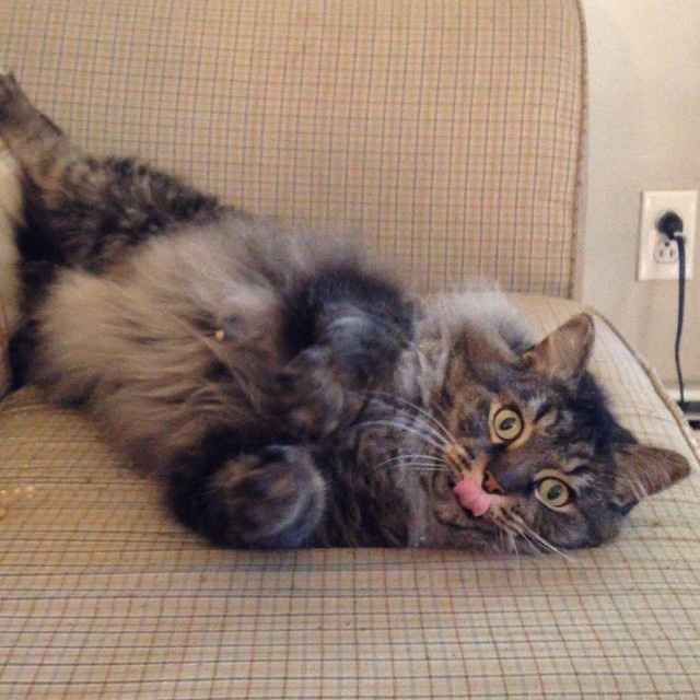 NWR...my fur baby passed and my FH was AMAZINGLY there for me.