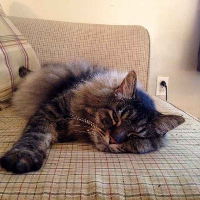 NWR...my fur baby passed and my FH was AMAZINGLY there for me.