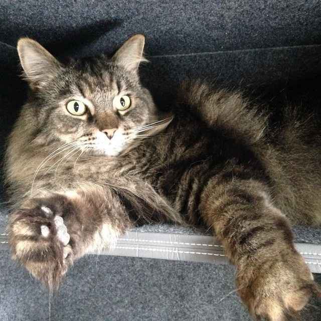 NWR Happy Fursday! Show me your fur babies!