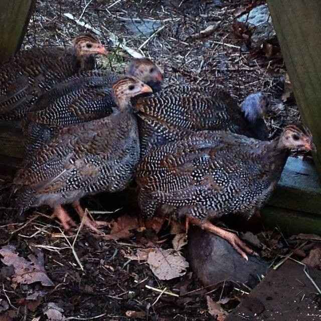 NWR Show me your furbabies