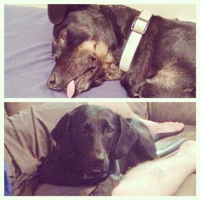 We havent had a pet post in a minute.