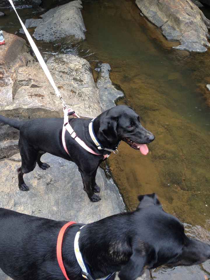 My dog is a nightmare.