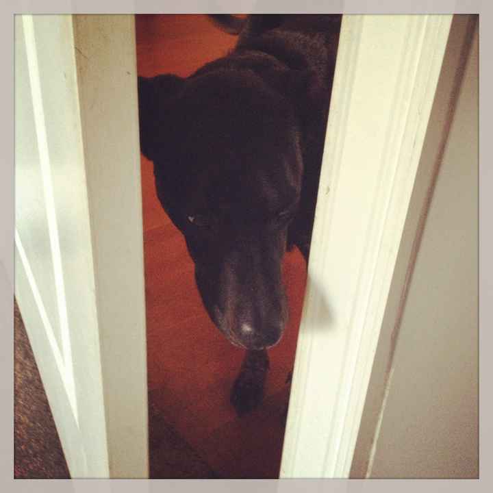 NWR: What is your pet scared of?