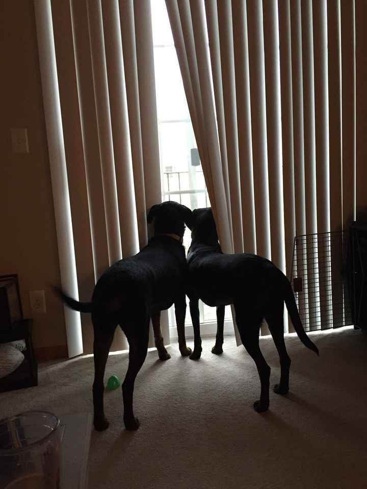 NWR - Dog Mommas: Convince me Otherwise!