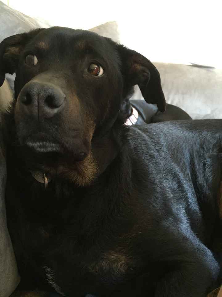 My dog had a seizure