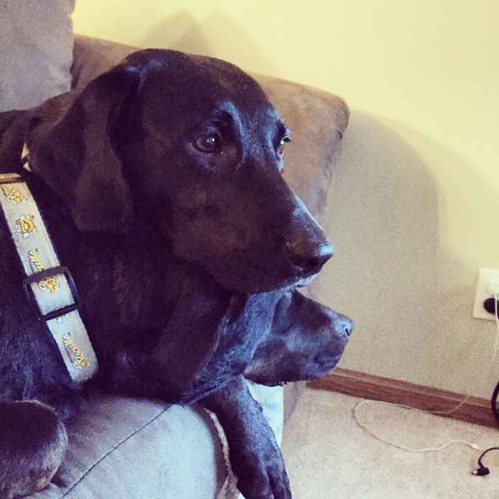 NWR: Lets talk pets.