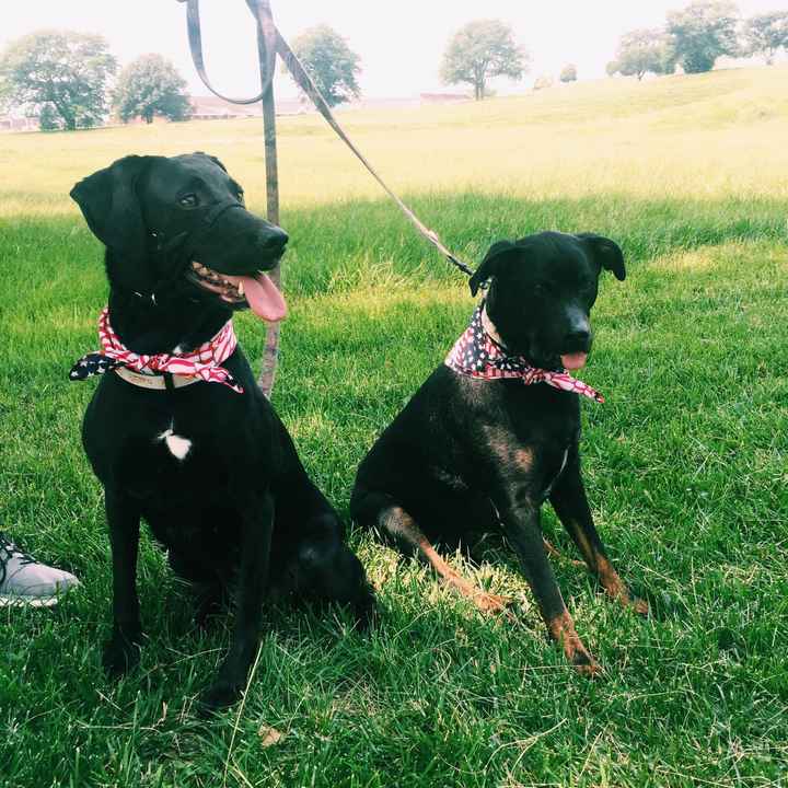 NWR Wait.....This looks familiar... (furbaby!)