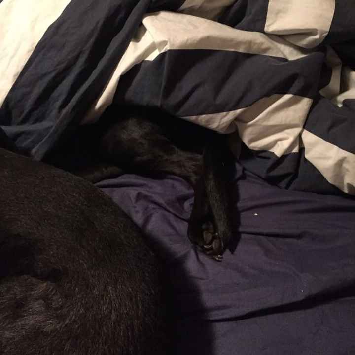 NWR- Does anybody want a dog?