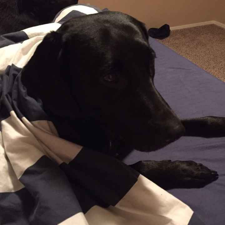 NWR- Does anybody want a dog?